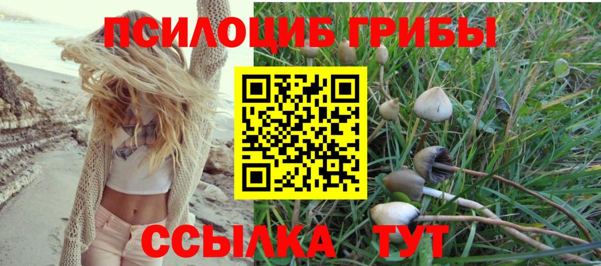 Галлюциногенные грибы Psilocybine cubensis Ноябрьск